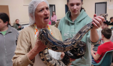 kígyót vacsorára?