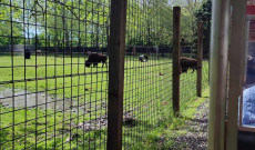 Bölények látványa a kisvasútról