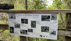 Tábla a sziget madarairól