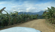 A maniókaföldeket banánültetvények veszik körül