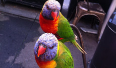 papagáj papagáj