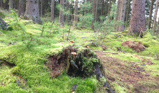 Mohaszőnyeg és gombák az &quot;égig érő&quot; fenyvesek között