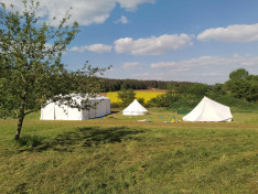 Sárgán virágzó repce mező előtt a mezőn három felállított sátor szárad a napsütésben.