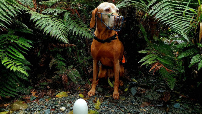 A magyar vizsla bevetésen Rein bevetésen