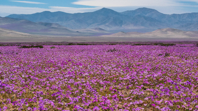Virágba borult Atacama-sivatag